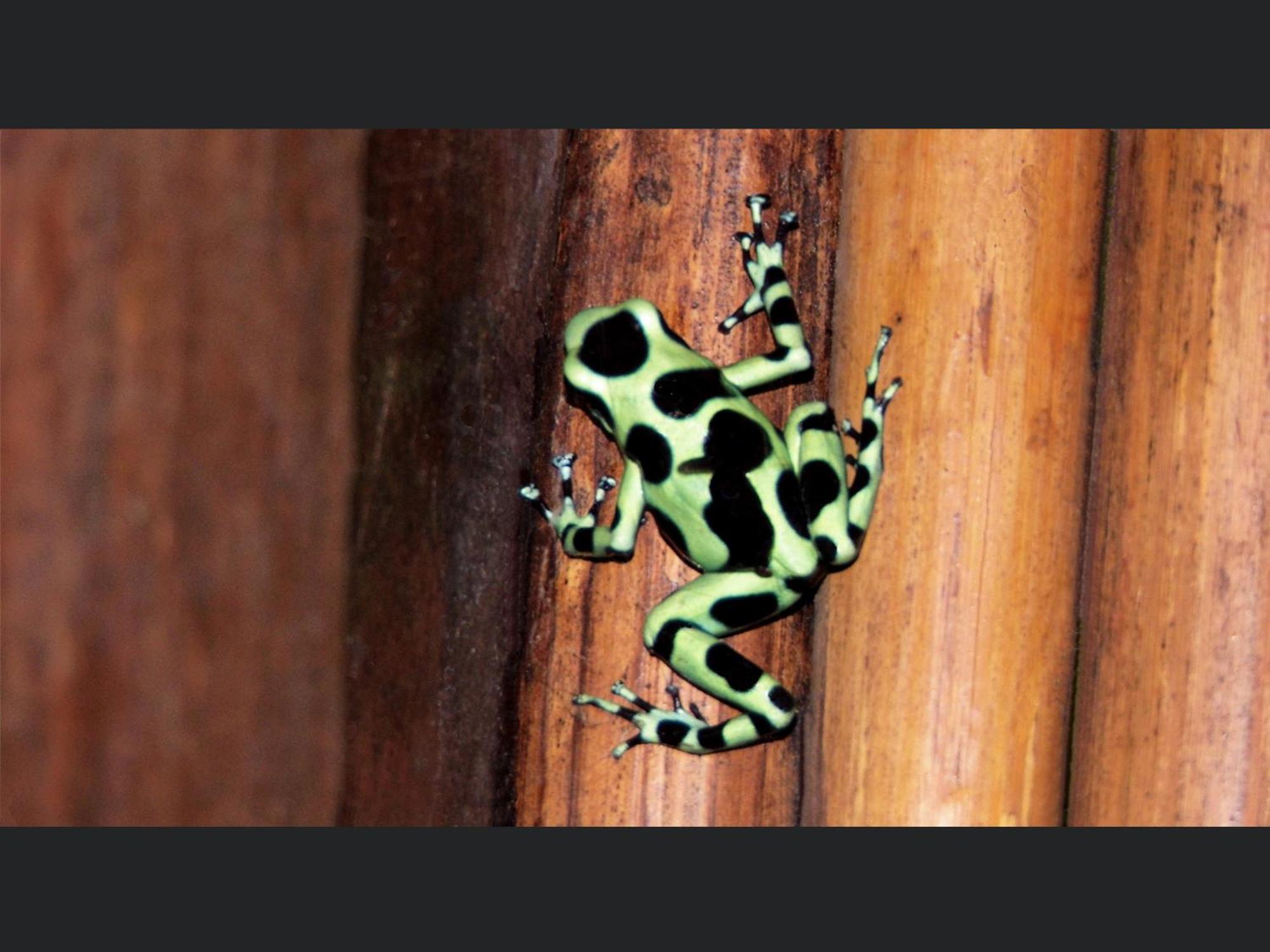 مانزانيلو El Colibri Lodge المظهر الخارجي الصورة