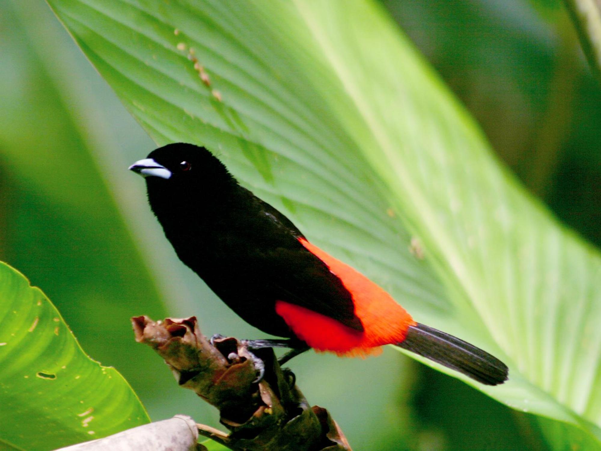 مانزانيلو El Colibri Lodge المظهر الخارجي الصورة