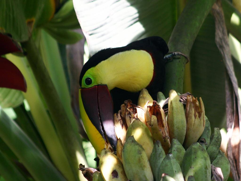 مانزانيلو El Colibri Lodge المظهر الخارجي الصورة