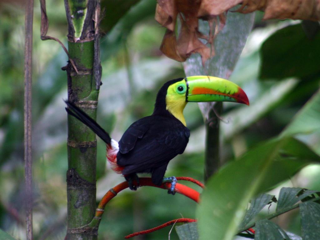 مانزانيلو El Colibri Lodge المظهر الخارجي الصورة
