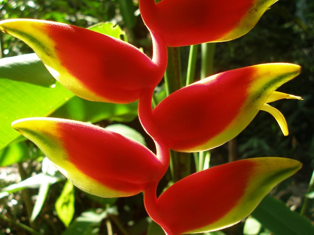 مانزانيلو El Colibri Lodge المظهر الخارجي الصورة