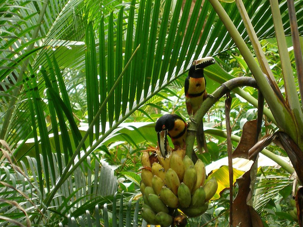 مانزانيلو El Colibri Lodge المظهر الخارجي الصورة
