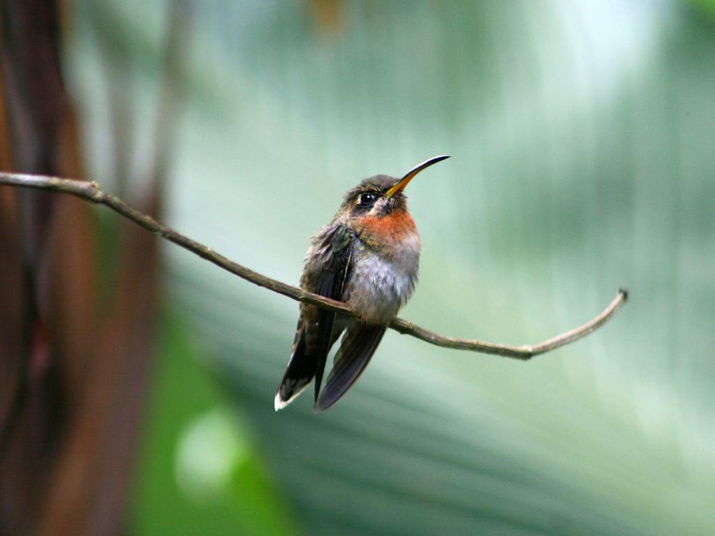 مانزانيلو El Colibri Lodge المظهر الخارجي الصورة