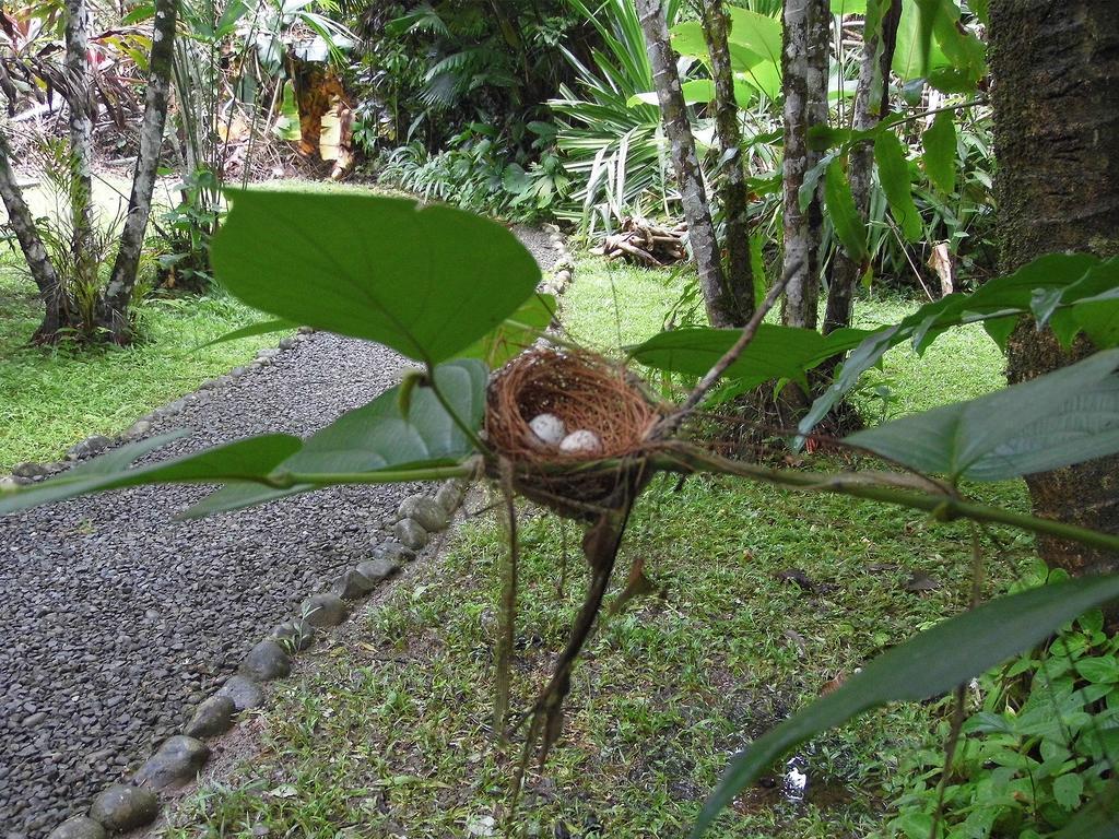 مانزانيلو El Colibri Lodge المظهر الخارجي الصورة