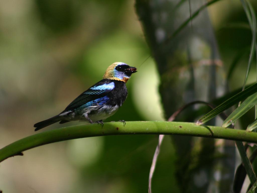مانزانيلو El Colibri Lodge المظهر الخارجي الصورة