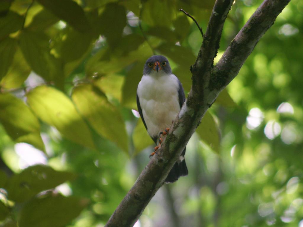 مانزانيلو El Colibri Lodge المظهر الخارجي الصورة