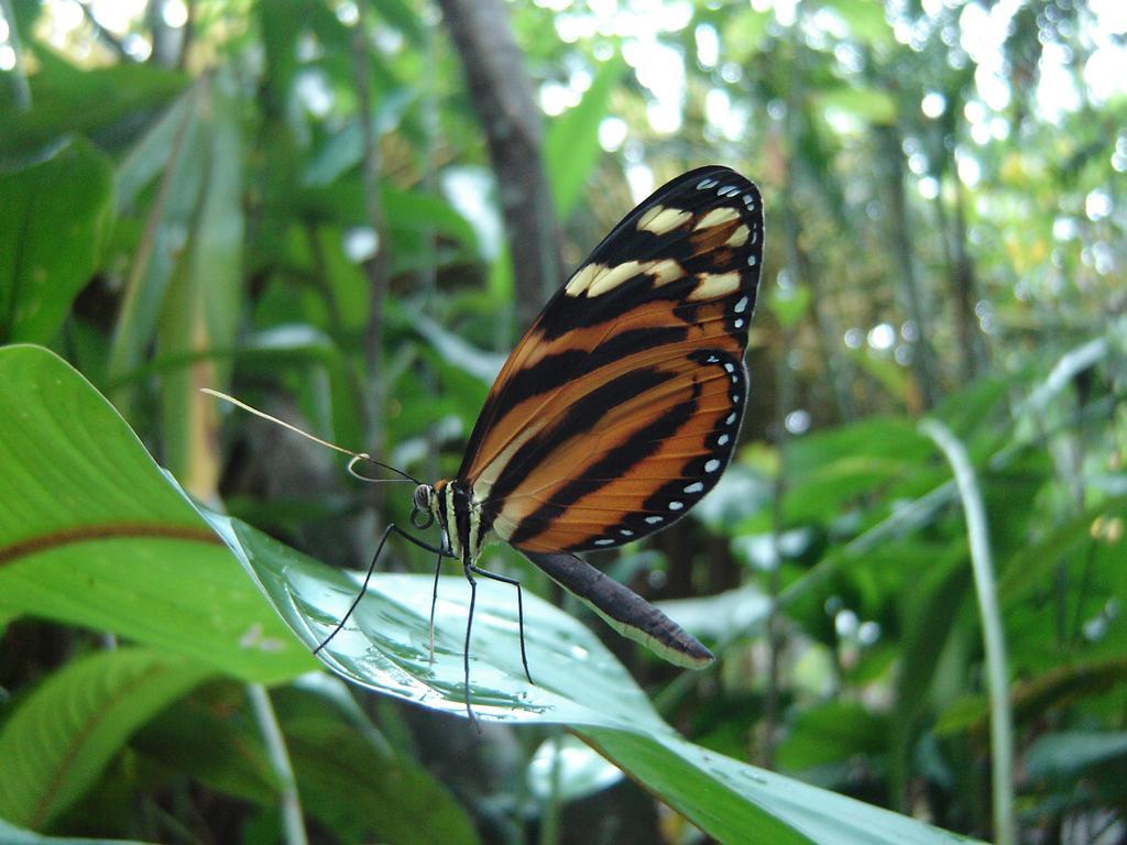 مانزانيلو El Colibri Lodge المظهر الخارجي الصورة
