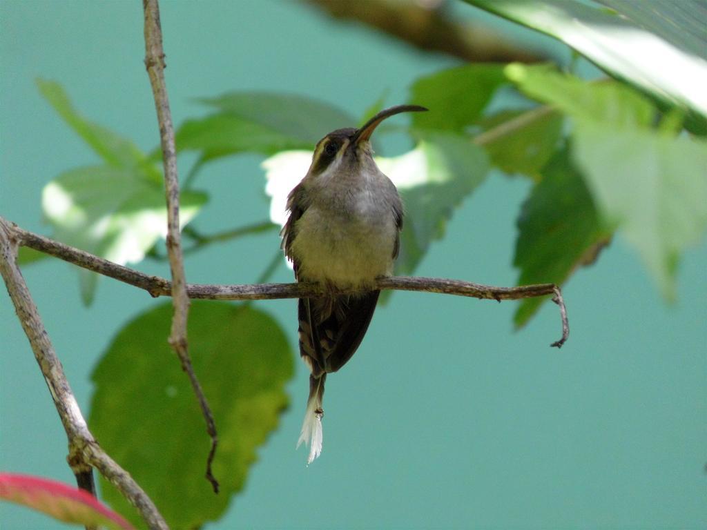 مانزانيلو El Colibri Lodge المظهر الخارجي الصورة