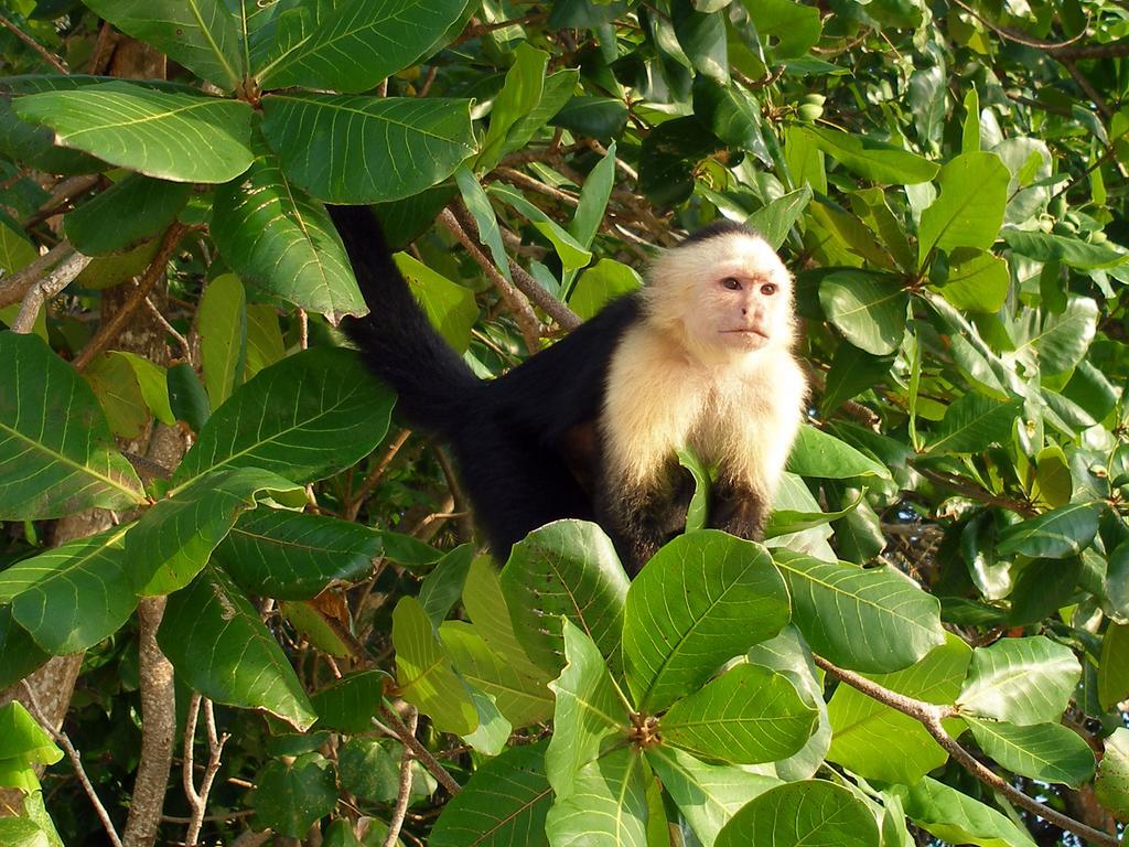 مانزانيلو El Colibri Lodge المظهر الخارجي الصورة